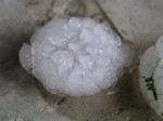 p5240519-medium